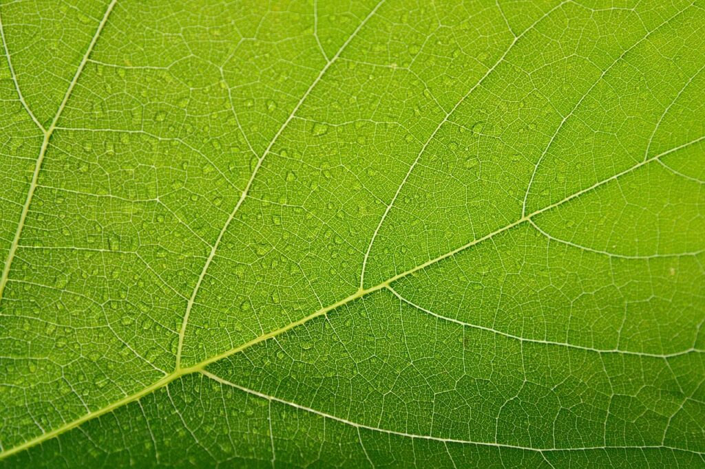 leaf, cool backgrounds, beautiful wallpaper, green, 4k wallpaper 1920x1080, clos eup, macro, veins, 4k wallpaper, wallpaper hd, windows wallpaper, leaf veins, free wallpaper, background, full hd wallpaper, nature, green background, nature background, wallpaper 4k, mac wallpaper, beautiful nature, laptop wallpaper, hd wallpaper, nature wallpaper, green leaf, free background, desktop backgrounds, wallpaper